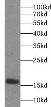 NGB Antibody