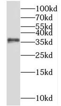 NKX3-1 Antibody