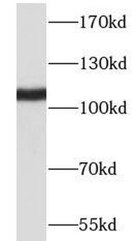 NLRX1 Rabbit Polyclonal Antibody