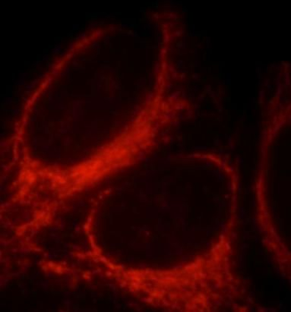 NLRX1 Rabbit Polyclonal Antibody