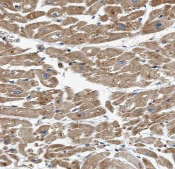 NLRX1 Rabbit Polyclonal Antibody