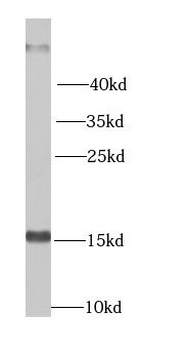 NME2 Antibody