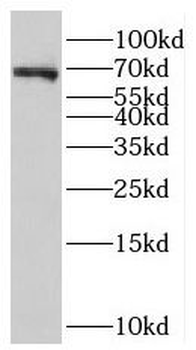 NOL4 Rabbit Polyclonal Antibody