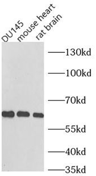 NOX1 Rabbit Polyclonal Antibody