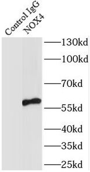 NOX4 Antibody