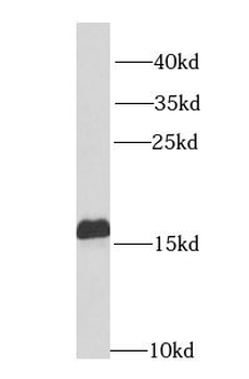 NPC2 Antibody