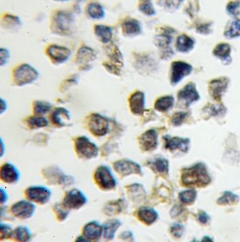 NPM3 Rabbit Polyclonal Antibody