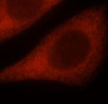 NPTX1 Rabbit Polyclonal Antibody