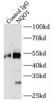 NQO1 Antibody