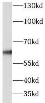 NR1D1 Rabbit Polyclonal Antibody