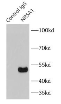 NR5A1 Antibody