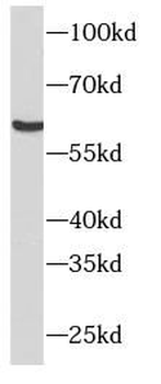 NR5A2 Antibody