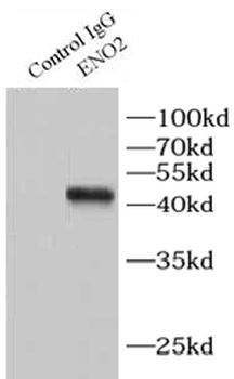 ENO2 Antibody