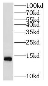 NUTF2 Rabbit Polyclonal Antibody
