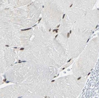 NUBP2 Rabbit Polyclonal Antibody