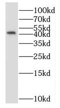 NUCKS1 Antibody
