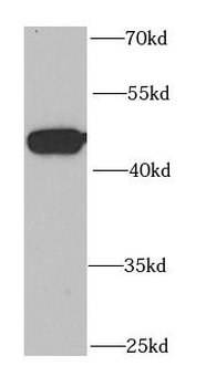 NUDC Rabbit Polyclonal Antibody