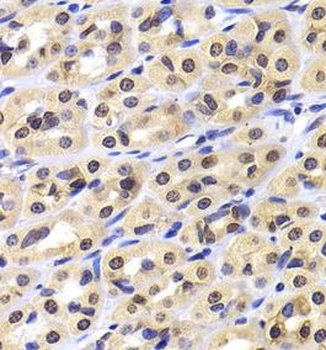 NUDC Rabbit Polyclonal Antibody