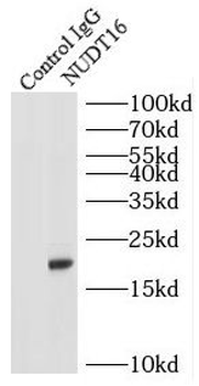 NUDT16 Rabbit Polyclonal Antibody