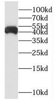 NUDT19 Antibody