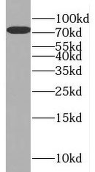 NUFIP1 Antibody