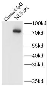 NUFIP1 Antibody