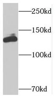 NUP133 Rabbit Polyclonal Antibody