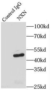 NXN Antibody