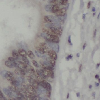 NXT2 Rabbit Polyclonal Antibody