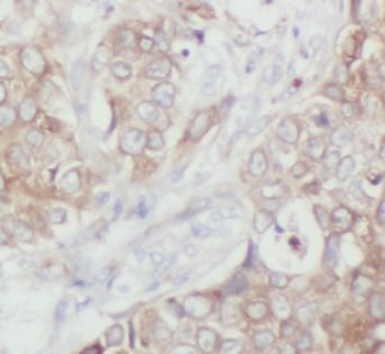 OCLN Rabbit Polyclonal Antibody