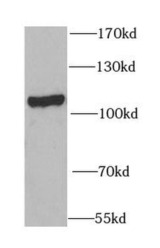 OGFR Antibody
