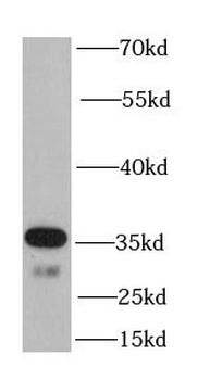 OGG1 Antibody