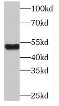 OLFM2 Rabbit Polyclonal Antibody