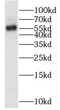 OMA1 Antibody
