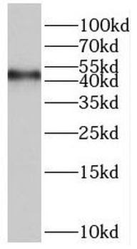 ORC4 Rabbit Polyclonal Antibody