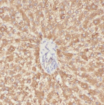 ORM1 Rabbit Polyclonal Antibody
