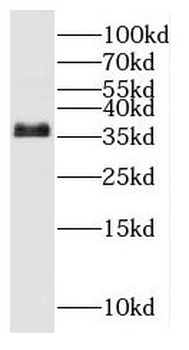 OSGEP Rabbit Polyclonal Antibody
