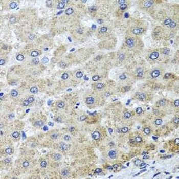 OSGEPL1 Rabbit Polyclonal Antibody