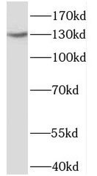 OXR1 Rabbit Polyclonal Antibody