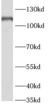 RBL1 Rabbit Polyclonal Antibody