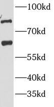 P2RX4 Rabbit Polyclonal Antibody