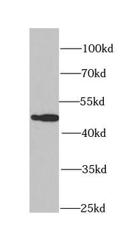 PA2G4 Rabbit Polyclonal Antibody