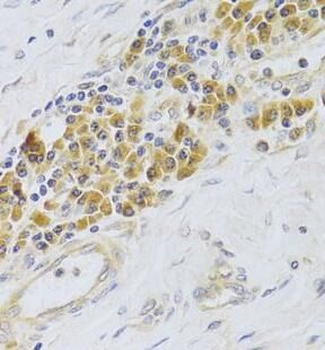 PA2G4 Rabbit Polyclonal Antibody