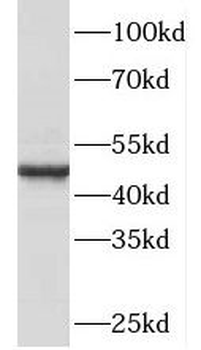 PA2G4 Rabbit Polyclonal Antibody