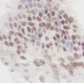 PA2G4 Rabbit Polyclonal Antibody