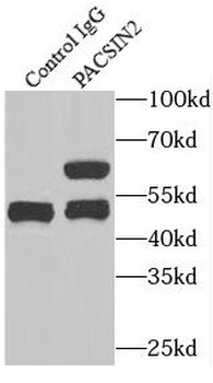 PACSIN2 Rabbit Polyclonal Antibody