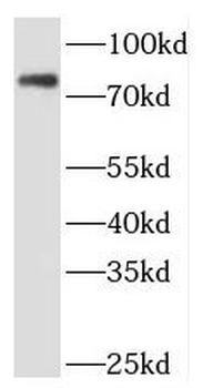 PAF1 Rabbit Polyclonal Antibody