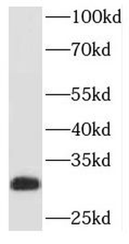 PAFAH1B2 Rabbit Polyclonal Antibody