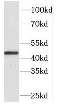 PAFAH2 Rabbit Polyclonal Antibody