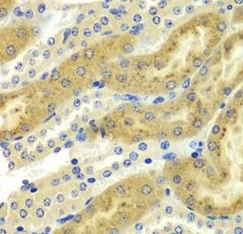 PAK2 Rabbit Polyclonal Antibody